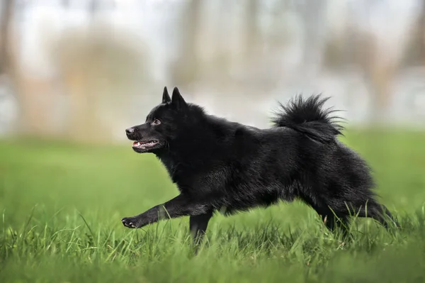 Glad Schipperke Hund Som Springer Gräs Utomhus Sommaren — Stockfoto