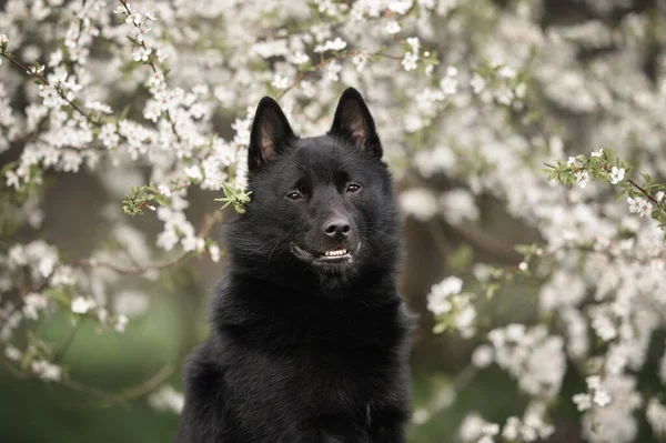 Schipperke Cão Retrato Livre Por Uma Árvore Florescente — Fotografia de Stock