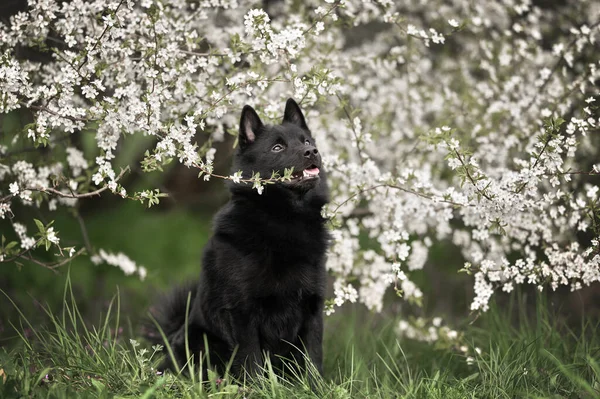 Красивая Собака Шипперке Сидит Улице Цветущим Деревом — стоковое фото