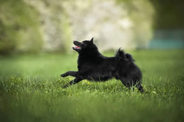 Schipperke Hund Kör Utomhus Gräs — Stockfoto