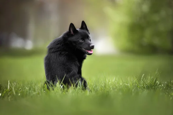Pies Schipperke Siedzi Zewnątrz Trawie Widok Tyłu Głową Zawrócił — Zdjęcie stockowe