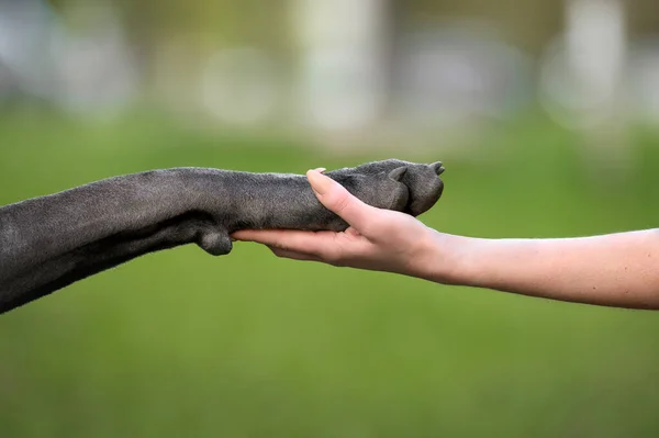 Zbliżenie Duży Pies Łapa Ręka Kobieta Właściciel Pies Więź Koncepcja — Zdjęcie stockowe