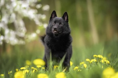 Otların ve karahindibaların üzerinde duran bir köpek.