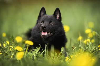 Karahindiba tarlasına uzanmış bir köpek.