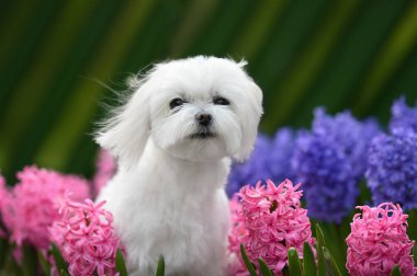 Dışarıda pembe çiçeklerle poz veren güzel bir Malta köpeği.