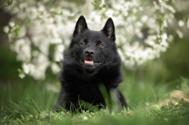 Schipperke köpeği yazın dışarıda uzanıyor, portreyi kapatıyor.