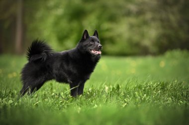 Mutlu köpek, çimlerin üzerinde dikiliyor.