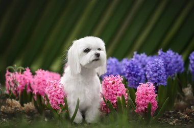 Dışarıda çiçeklerle poz veren Malta köpeği.