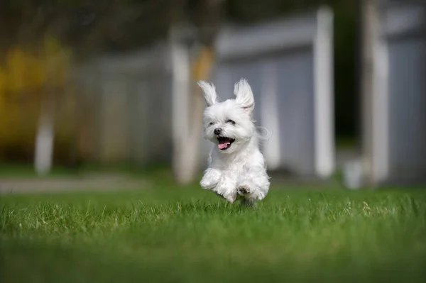 Szczęśliwy Maltański Pies Działa Zewnątrz Trawie — Zdjęcie stockowe