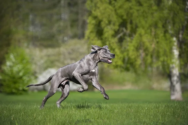 Feliz Jovem Grande Cão Dinamarquês Correndo Parque — Fotografia de Stock