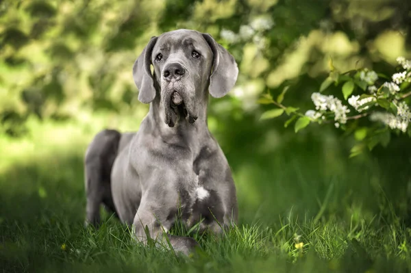 Красивая Молодая Большая Собака Лежащая Траве Летом — стоковое фото