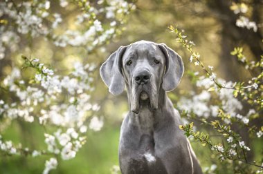 Baharda, çiçek açan bir ağacın yanında Danua köpek portresi.