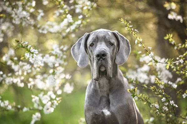 春天的时候 在一棵盛开的树旁边 有一幅漂亮的 漂亮的 漂亮的 巨大的狗的画像 — 图库照片
