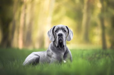 Genç, büyük, Danimarkalı bir köpek yazın çimlerin üzerinde uzanıyor.