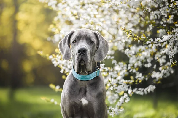 春天的时候 一只灰色的大猎狗站在一棵盛开的树旁 站在领子里 — 图库照片