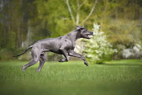 Gelukkig Groot Dane Hond Draait Gras Zomer — Stockfoto