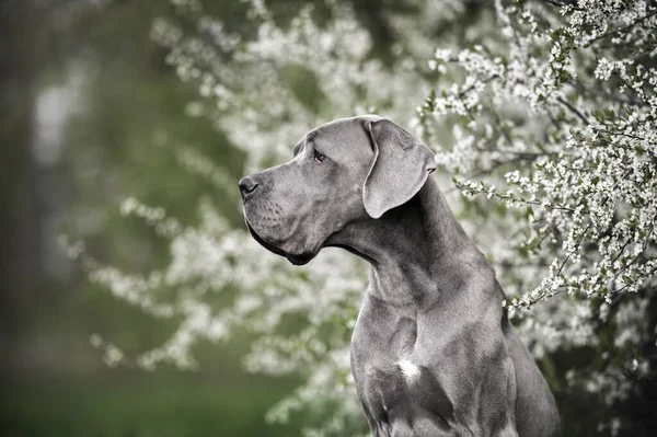 春天的时候 一只灰色的大猎狗站在一棵盛开的树上 — 图库照片