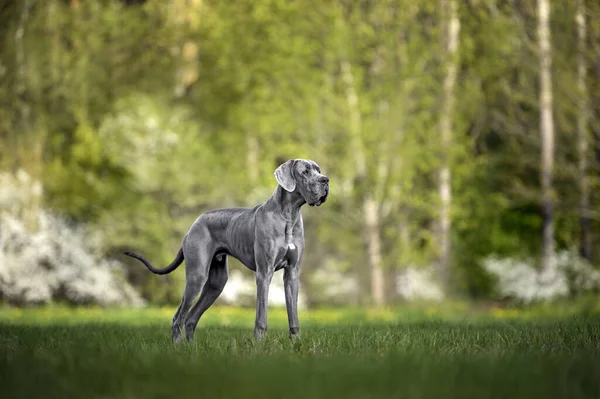 Jong Groot Dane Hond Poseren Buiten Gras — Stockfoto
