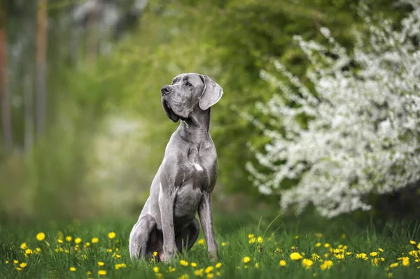 Young Great Dane Dog Sitting Outdoors Grass Dandelions — Stock Photo, Image