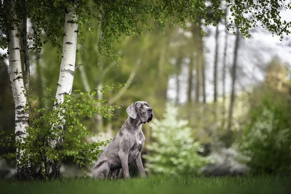 Gran Perro Danés Sentado Debajo Árbol Primavera — Foto de Stock
