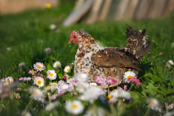 Gyönyörű Törpe Csirke Séta Virágok — Stock Fotó
