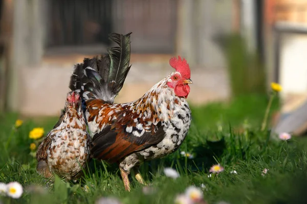 Törpe Csirkék Pózolnak Szabadban Meleg Tavaszi Napsütésben — Stock Fotó