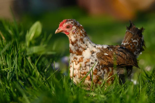 Gyönyörű Törpe Csirke Sétál Füvön Napon — Stock Fotó