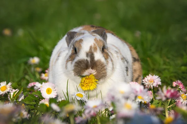 Милый Пятнистый Кролик Ест Одуванчик Свежем Воздухе Траве — стоковое фото