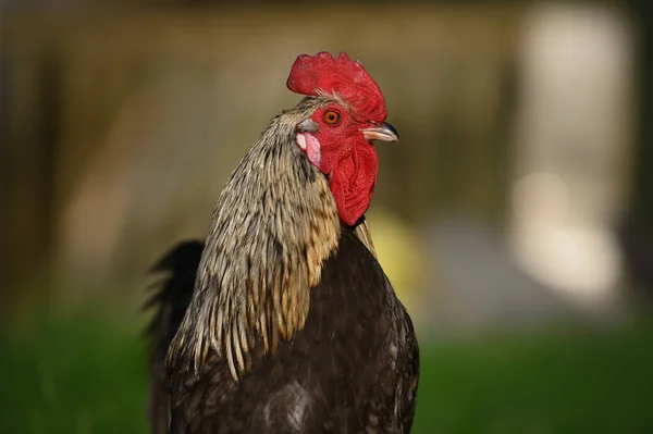 Rooster Close Portrait Outdoors — Stock Photo, Image