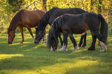 Otlakta otlayan üç at.