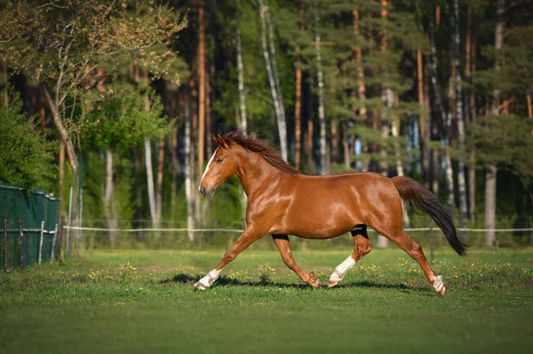Mooie Kastanje Paard Draven Een Veld Zomer — Stockfoto