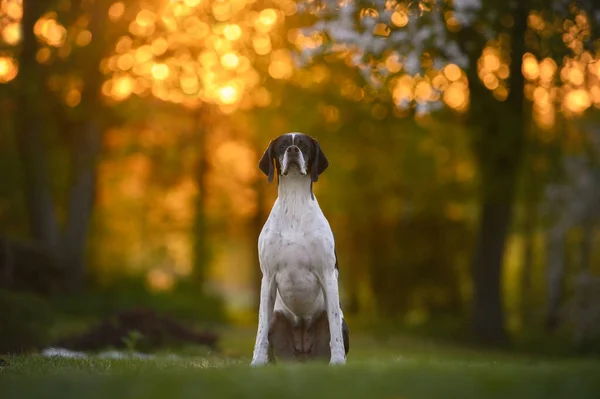 Англійська Собака Пойнтер Сидить Відкритому Повітрі Під Час Заходу Сонця — стокове фото