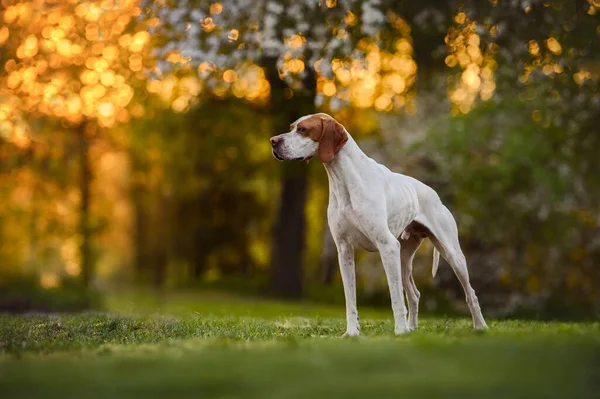 Piękny Biały Czerwony Angielski Wskaźnik Pies Pozowanie Zachodzie Słońca Zewnątrz — Zdjęcie stockowe