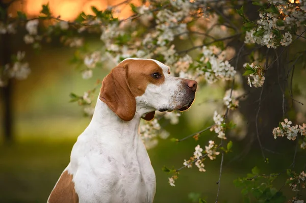 美丽的红白相间的导盲犬 在夕阳西下 迎着一棵盛开的树摆姿势 — 图库照片