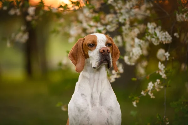 英国导盲犬肖像画在一棵盛开的树上 — 图库照片