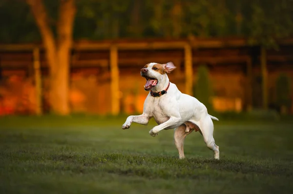 Šťastný Aktivní Ukazatel Pes Běží Trávě Létě — Stock fotografie