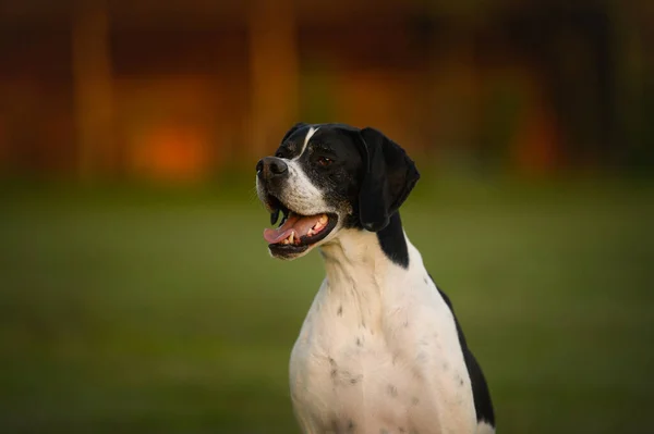Χαρούμενο Πορτρέτο Σκύλου Δείκτη Στο Φως Βράδυ Εξωτερικούς Χώρους — Φωτογραφία Αρχείου
