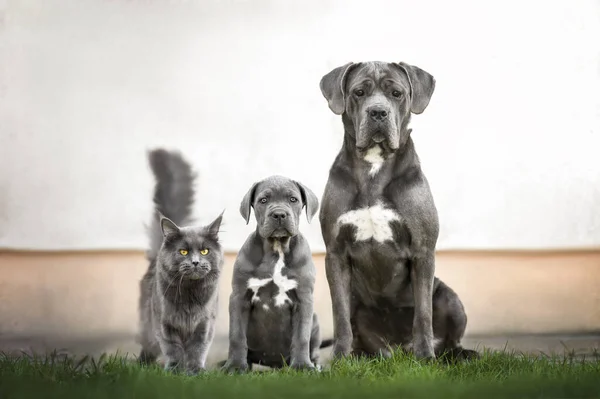 Riet Corso Hond Puppy Poseren Met Een Maine Coon Kat — Stockfoto