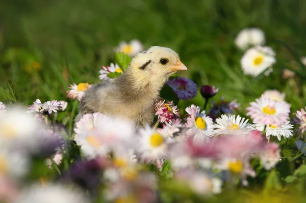 Kuřátko Pózující Bellis Květy Jaře — Stock fotografie