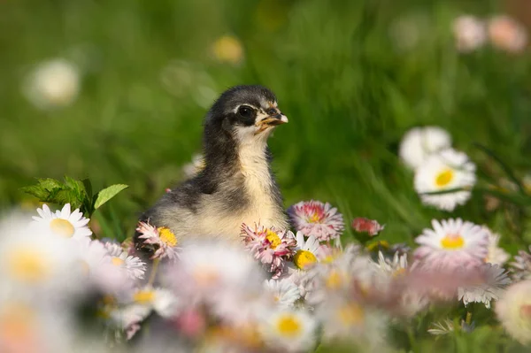 Polluelo Posando Bellis Flores Aire Libre Primavera —  Fotos de Stock