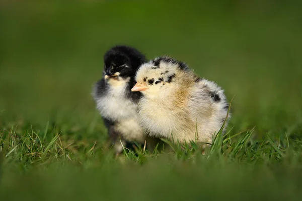 两只可爱的小鸡在阳光下躺在草地上 — 图库照片
