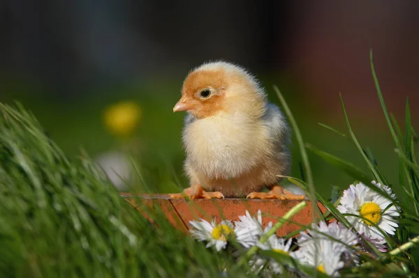 Lindo Amarillo Bebé Chick Posando Hierba Aire Libre —  Fotos de Stock