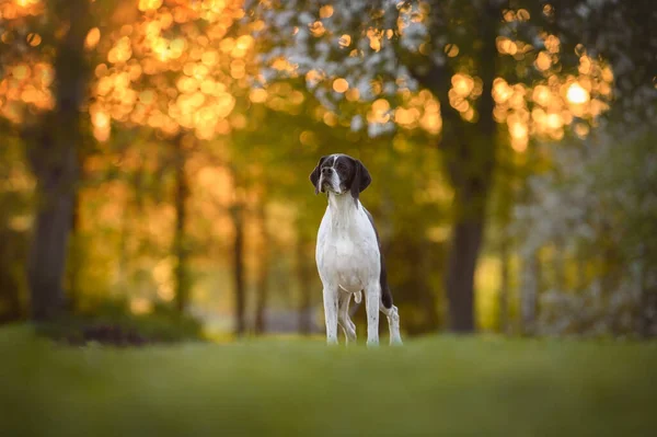 Güzel Siyah Beyaz Ngiliz Işaret Köpeği Gün Batımında Parkta Duruyor — Stok fotoğraf