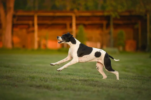 Счастливая Английская Собака Указатель Бегущая Траве Закате — стоковое фото