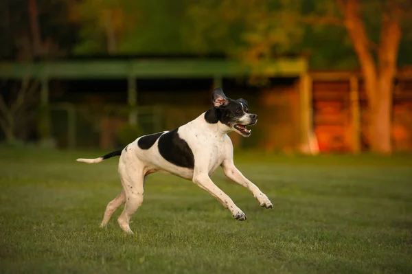 happy english pointer dog running outdoors in summer
