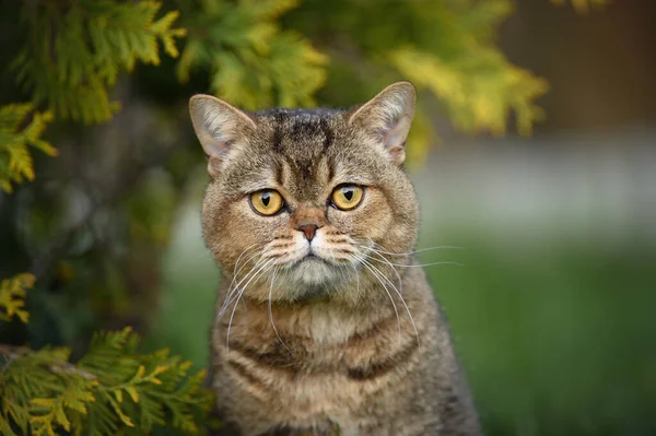 Închideți Portretul Unei Pisici Britanice Aer Liber — Fotografie, imagine de stoc