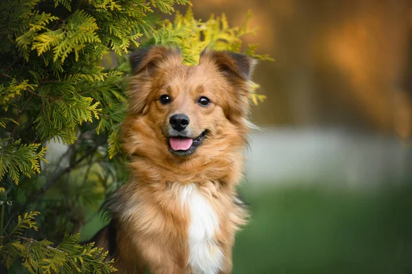 Gelukkig Rood Gemengd Ras Hond Portret Outoors — Stockfoto