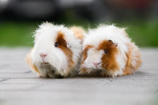 Two Adorable Guinea Pigs Portrait Outdoors Together — Stock Photo, Image