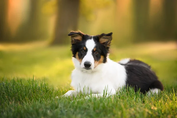 Border Collie Puppy Lying Grass Summer — Stock Photo, Image