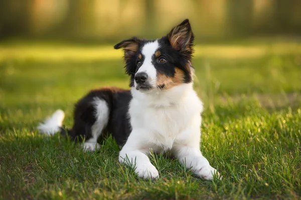 Tricolor Border Collie Puppy Lying Grass Summer — Stock Photo, Image